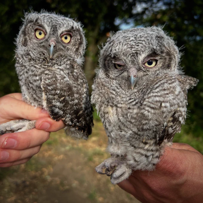 Two nestling western screech-owls in hand