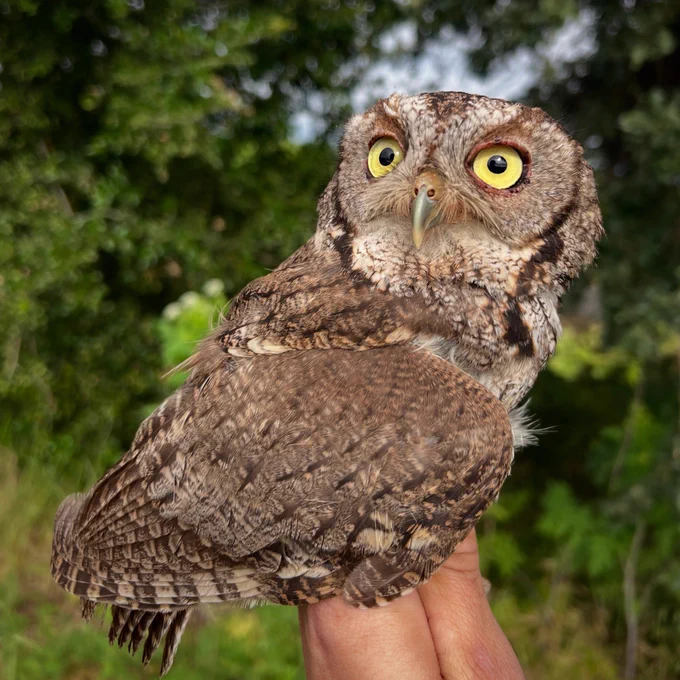 Adult western screech-owl in hand