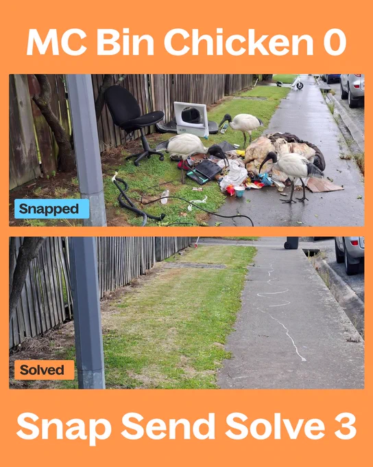 A humorous before-and-after image showing ibis birds rummaging through trash and the same area cleaned up. The mood is lighthearted and humorous.