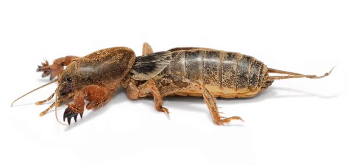 A mole cricket