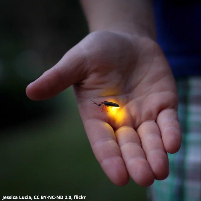 A photo of a firefly held in a human hand. The firefly is primarily black, with some reddish and yellow markings at its head. It is emitting a warm, yellow glow.