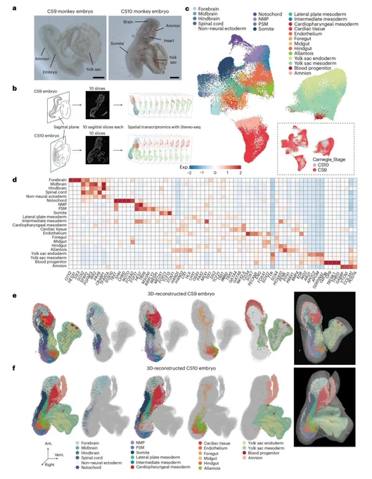 3D reconstruction of cynomolgus monkey embryos at Carnegie stages 9 and 10, generated using STOmics Stereo-seq technology. The image displays full 3D spatial transcriptomic maps highlighting distinct cell lineages like the brain, spinal cord, heart, and somites in vivid colors.