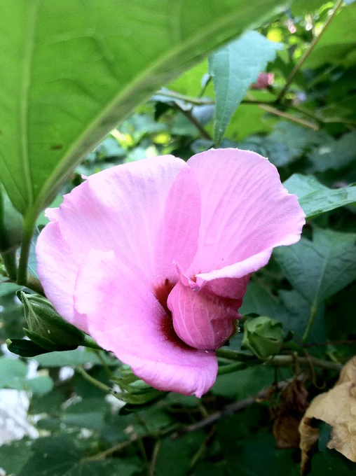 Pink flower of unknown species. 