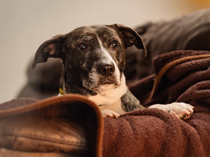 a brindle and white medium dog puts their paws up on a sofa arm whilst laying down. They look into the distance