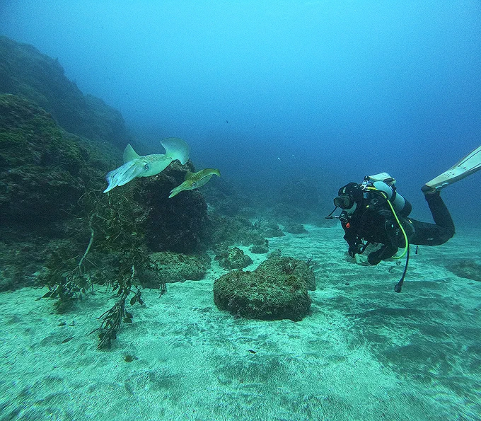 Hachijojima, concolor, nitrox, Nazumado, Bigfin reef squid, spawning, gopro11, scubadiving