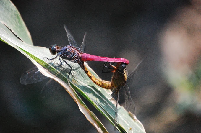 A pair of Crimson Marsh Gliders (Trithemis aurora) in the mating wheel position, photographed at Shanti Bazar near Trisuli, Nepal. This vibrant male (with the bright pink-crimson abdomen) has clasped the female while she curls her abdomen to receive sperm. These dragonflies are common in the subtropical lowlands and river valleys of Nepal, thriving near ponds, marshes, slow streams, and rice paddies along the Trisuli River region