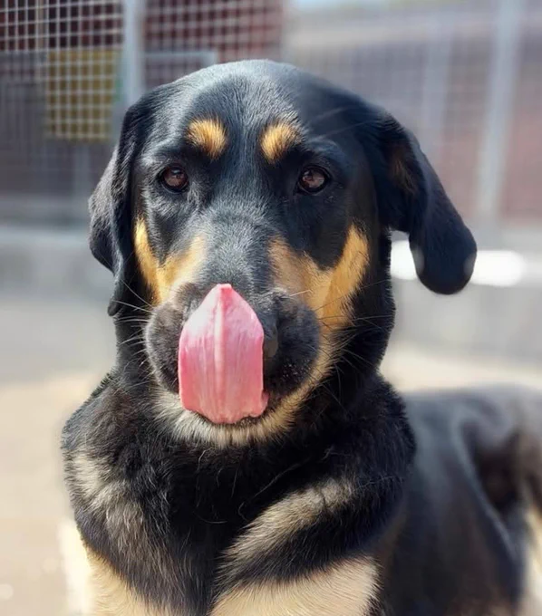 Photo shows a black and tan German Shepherd x Golden Retriever licking her nose.