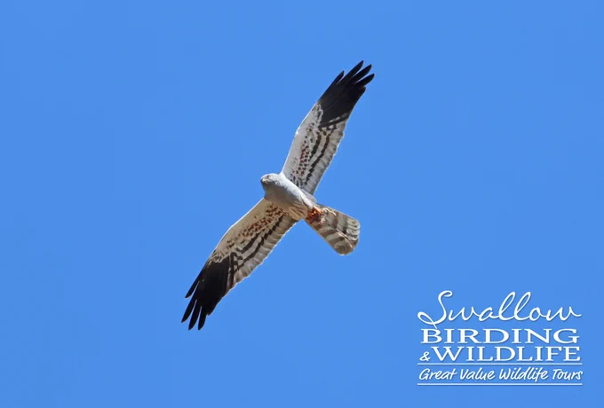 Montagu's Harrier