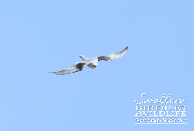 Black-winged Kite