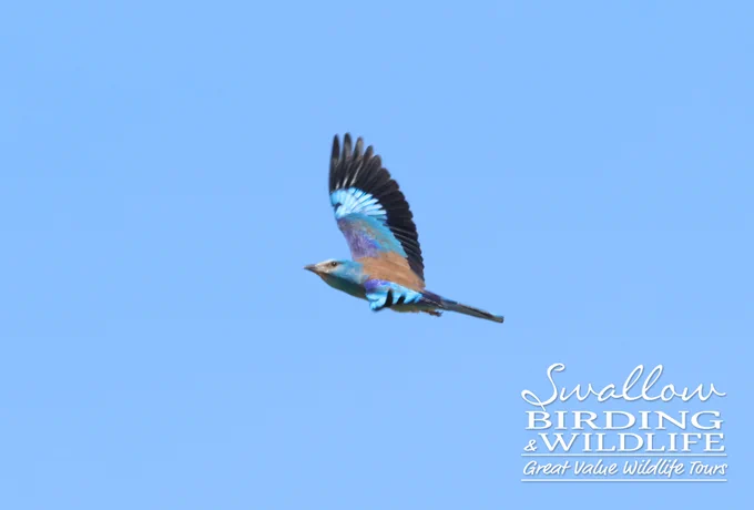 European Roller