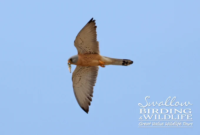 Lesser Kestrel