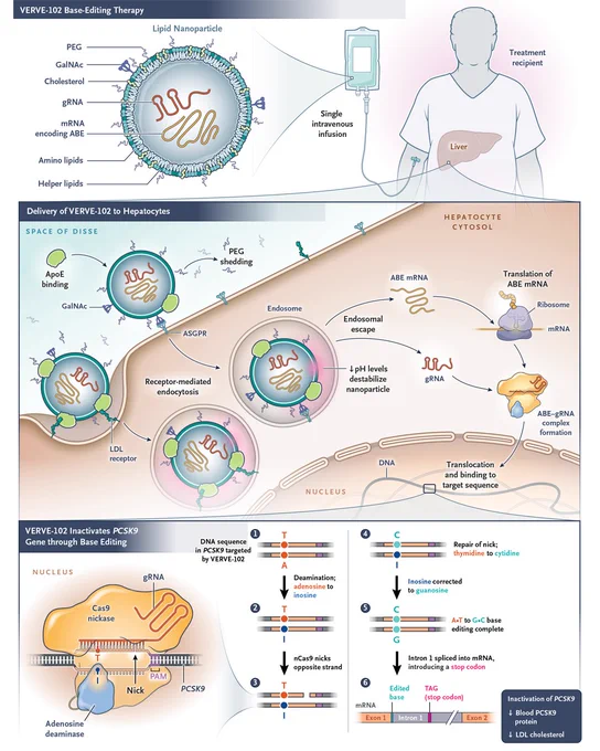 A detailed infographic illustrating in vivo gene editing of hepatocyte PCSK9 with VERVE-102. The top section depicts the liver and a lipid nanoparticle containing VERVE-102 components. The middle section explains the delivery of VERVE-102 to hepatocytes. The bottom section outlines how VERVE-102 inactivates PCSK9 gene through base editing. The entire infographic visualizes the medical and scientific process clearly.