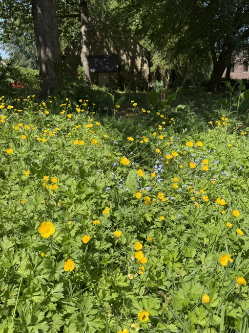 Buttercups and Forget me nots