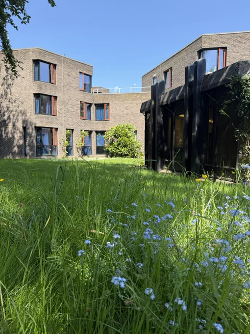 Forget me nots near the library