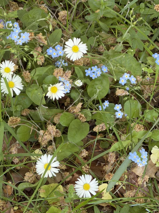 Daisies and forget me nots