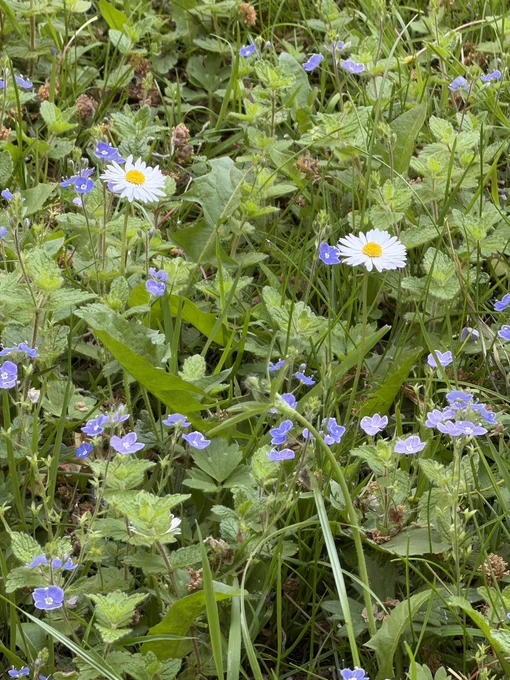 Wildflowers