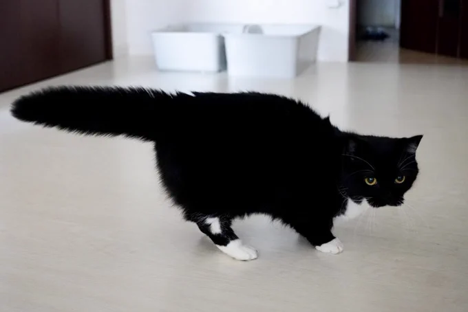 A black-and-white cat crouching low with his tail raised