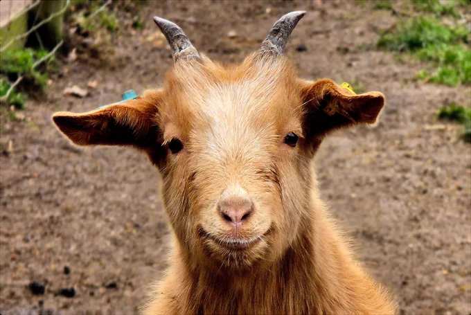 3rd place entry by Glenn Hearnah. A close up portrait of a goat.