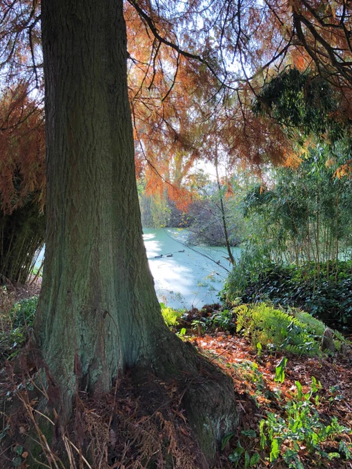 2nd place entry by Pauline Hooker. A tree overlooks a cloudy pool with ducks swimming by.
