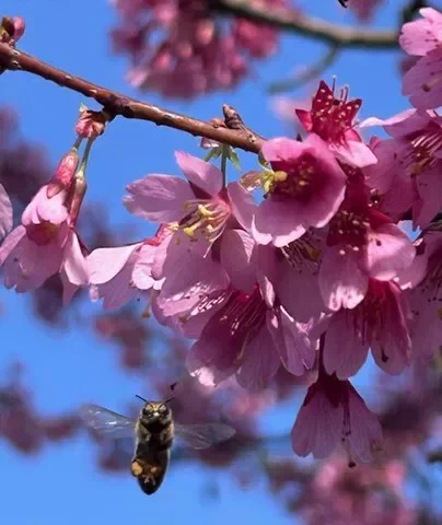 1st place entry by Corinne Mouhot-James. A bee hovers next to vibrant pink tree blossom.