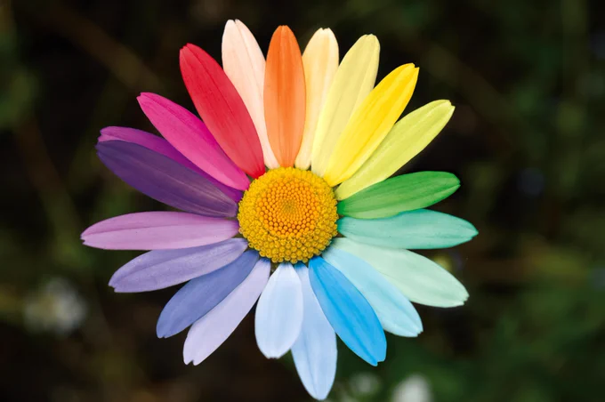 Daisy with petals in lots of different colours, symbolising diversity