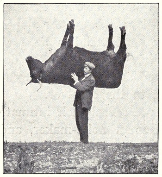 “Shouldering the imitation ox”, from a 1909 edition of Richard Kearton’s Wild Nature’s Ways