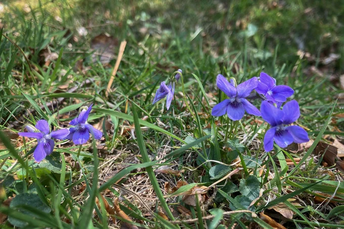 A cluster of small purple coloured common dog violets with green leaves growing amidst grass and dried pine needles.
