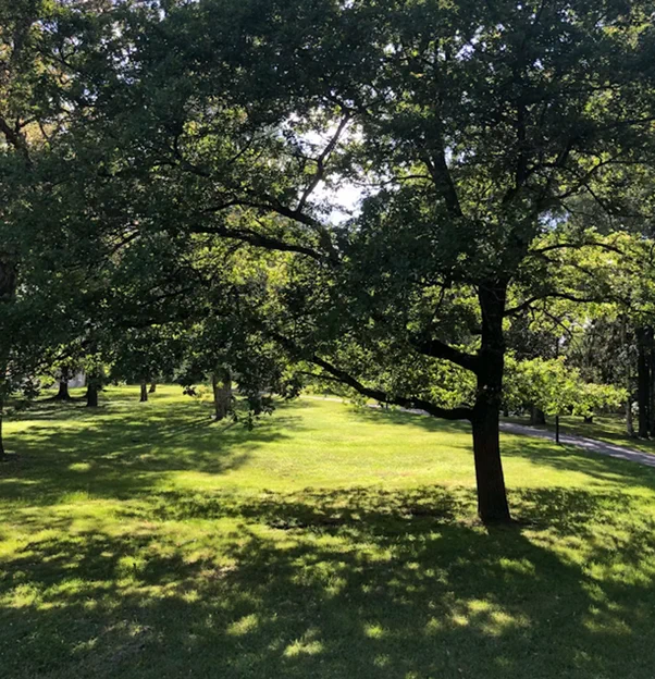 Area of green grass with a number of trees creating shelter under them