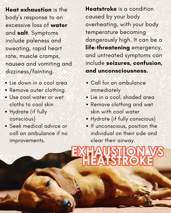 Graphic: Image of dachshund lying in the sun sleepily on lower quarter of screen. Text reads: Exhaustion vs Heatstroke. Heat exhaustion is the body's response to an excessive loss of water and salt. Symptoms include paleness and sweating, rapid heart rate, muscle cramps, nausea and vomiting and dizziness/fainting.
Lie down in a cool area
Remove outer clothing
Use cool water or wet cloths to cool skin
Hydrate (if fully conscious)
Seek medical advice or call an ambulance if no improvements.
Heatstroke is a condition caused by your body overheating, with your body temperature becoming dangerously high. It can be a life-threatening emergency, and untreated symptoms can include seizures, confusion, and unconsciousness.
Call for an ambulance immediately
Lie in a cool, shaded area
Remove clothing and wet skin with cool water
Hydrate (if fully conscious)
If unconscious, position the individual on their side and clear their airway.