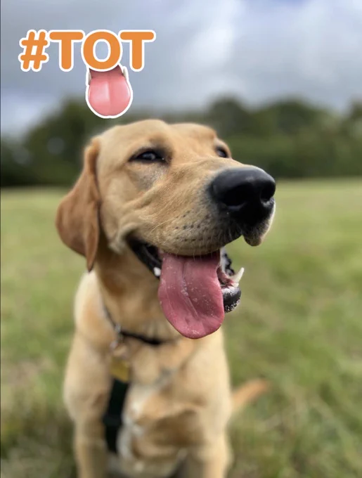 Golden Labrador sitting in the field facing the camera, his pink tongue is out
