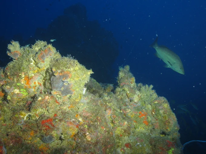 Large fish swims past deep reef covered in colorful sponges and algae.

