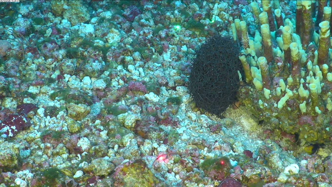 What looks like a ball of black strings clings to the side of a tube sponge colony in a field of rocky rubble.

