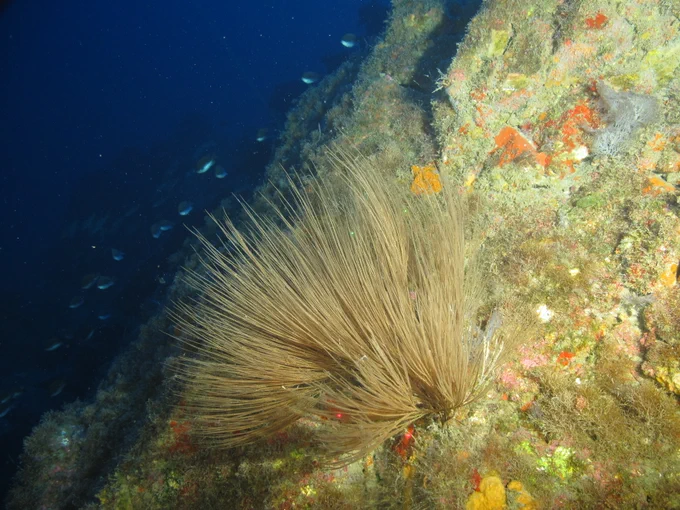 A broom-like black coral sits in the foreground of a colorful deep reef as lots of small fish swim in the background.
