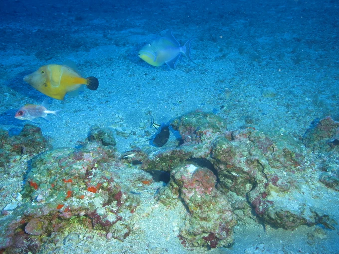 A variety of large and small colorful fish hover in and around a cluster of rocks on a sandy bottom.
