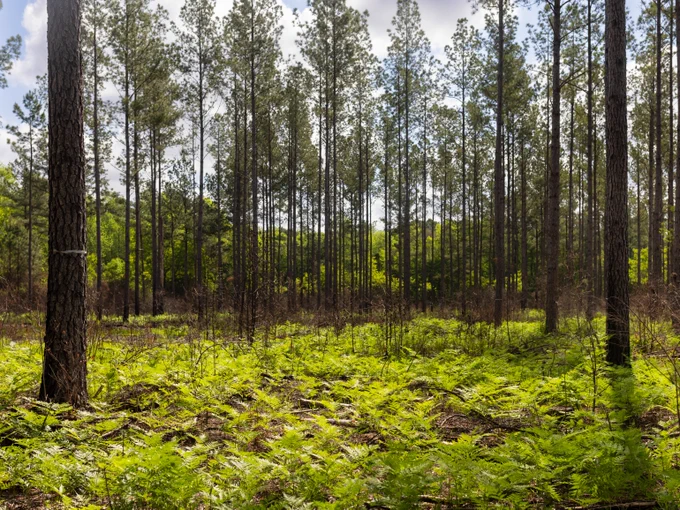 A sunlit forest with tall, thin pine trees and a thick carpet of green ferns covering the forest floor. The sky above is partly cloudy, allowing sunlight to filter through the trees.