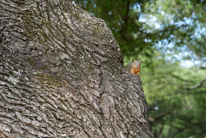 A squirrel is perched on the rough bark of a large tree trunk, surrounded by lush green foliage.
