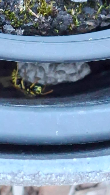 Eine Feldwespe am Nest im Hohlraum zwischen Blumen- und Übertopf.