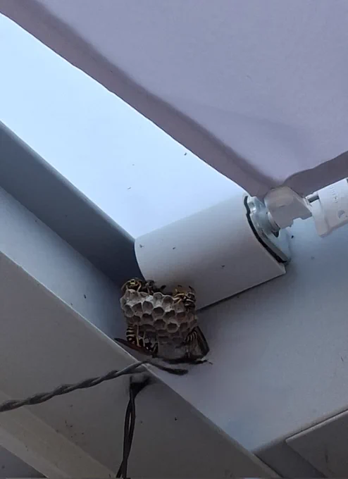 4 Feldwespen sitzen auf einem kleinen Wespennest an unserer Terrassenüberdachung.
