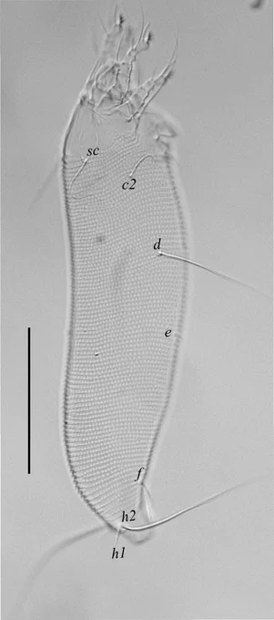 
Cosetacus javanicus 