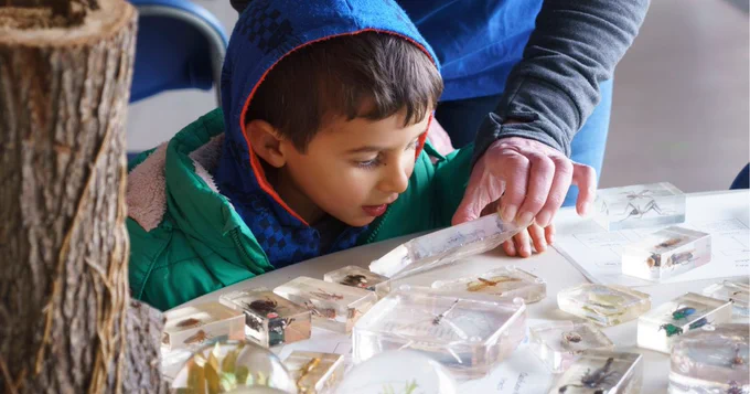 A boy in a blue hood looks closely at insects preserved in clear resin blocks, with an adult's hand assisting.