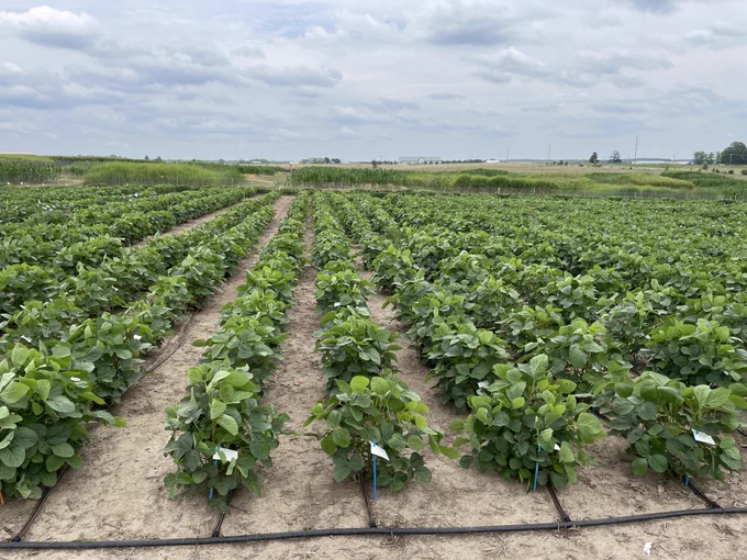 Soybean crops. (Photo by Kristin Bilyeu, ARS). 