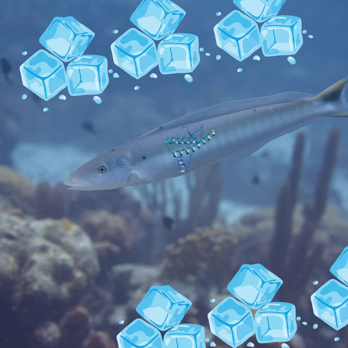 A pale, elongated Antarctic icefish swims through a muted blue underwater scene with rocky coral substrate visible in the background. Cartoon ice cubes are scattered around the edges of the image. A small illustrated protein structure diagram showing alpha helices and beta sheets is overlaid on the body of the fish, representing the rhodopsin visual protein central to the research.