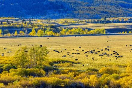 A healthy rangeland. (Getty Images). 