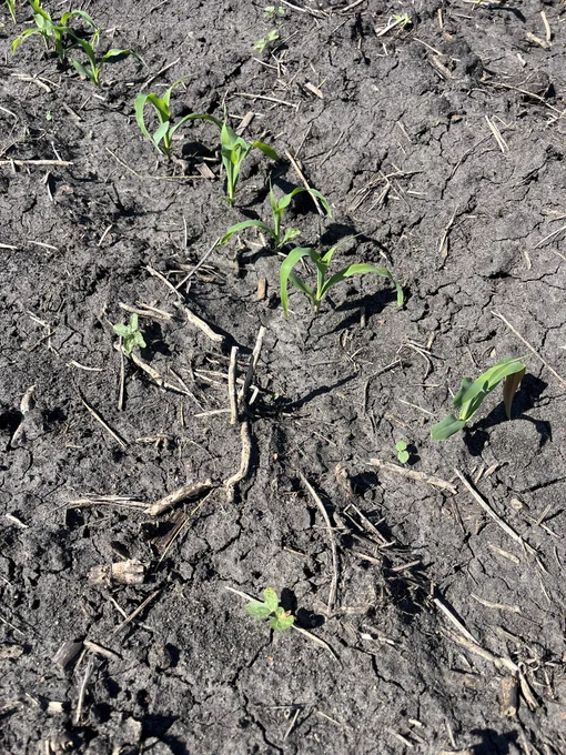 Weed seedlings emerging in a field with small corn seedlings
