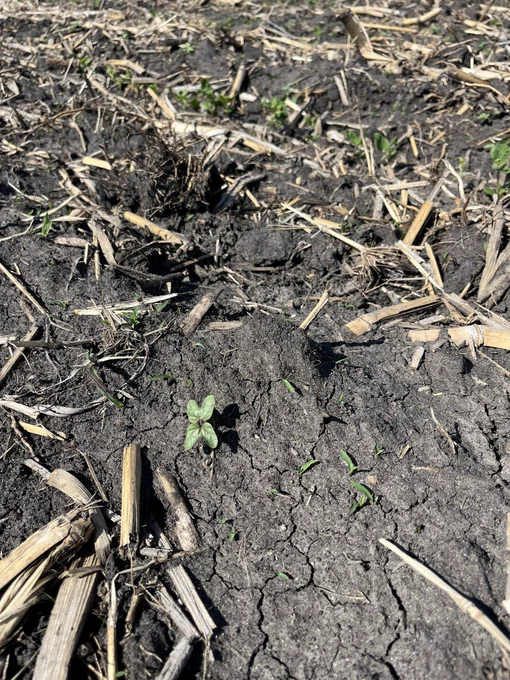 Weed seedlings emerging between soybean rows