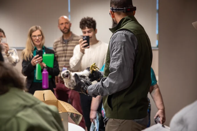 Man in foreground holding baby falcon; people in background taking photos of them with their phones.
