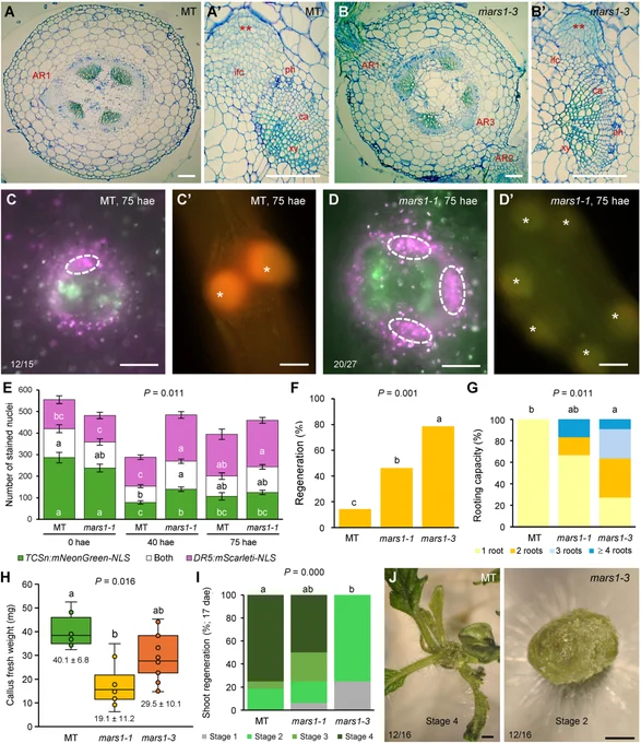 Panel of images describing morphological, anatomical, and physiological changes in the basal regions of hypocotyl explants in mars1/rough mutants during adventitious root formation.