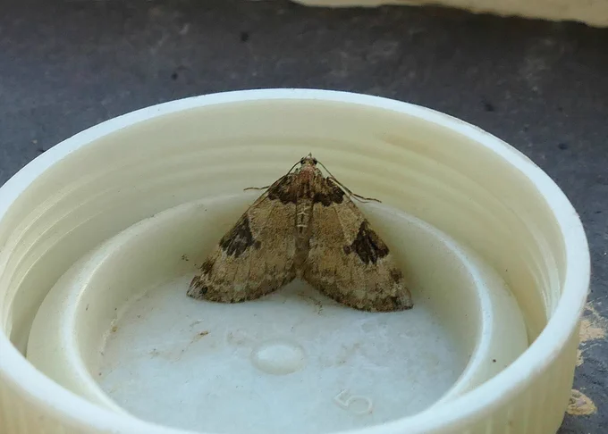 Fir Carpet. Caught by Sean Clancy at New Romney (Kent) last night. Photo taken at Dungeness Obs. Only about 5-6 UK records.
