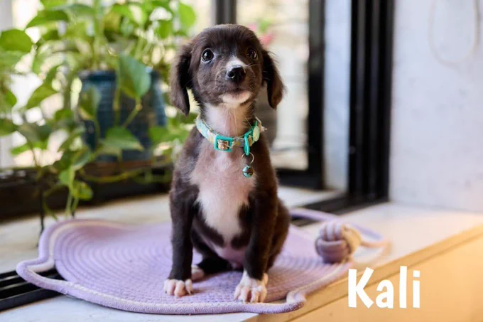 Kali, a black puppy with a white chest and turquoise collar, sits on a lavender mat near a window and houseplants.