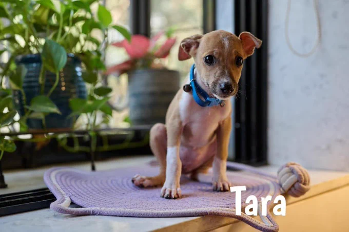 Tara, a small tan puppy wearing a blue collar, sits on a lavender mat indoors near potted plants.